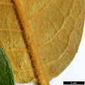 SpeciesSub: subsp. eximium